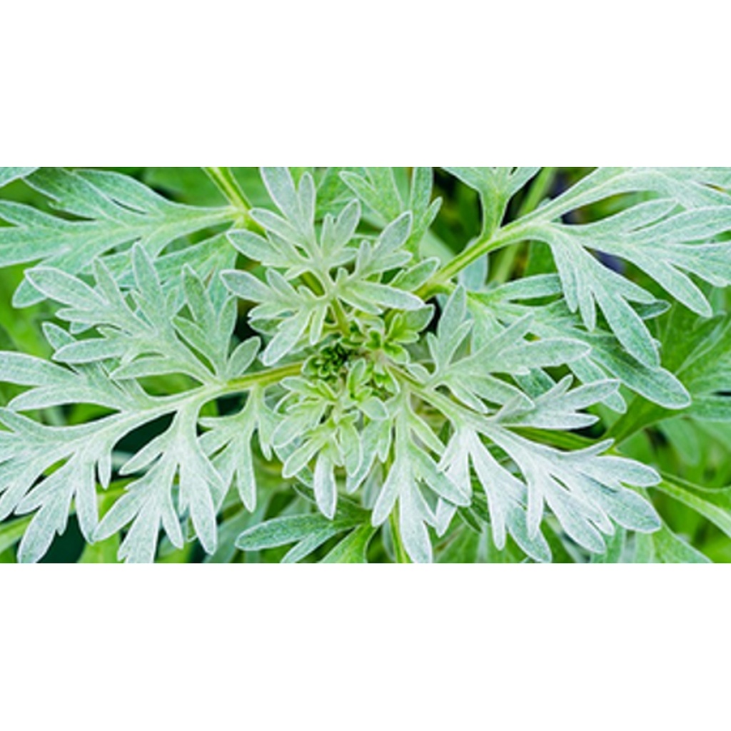 SOUTHERN LIGHT HERBS｜有機苦艾草茶 - 50克
