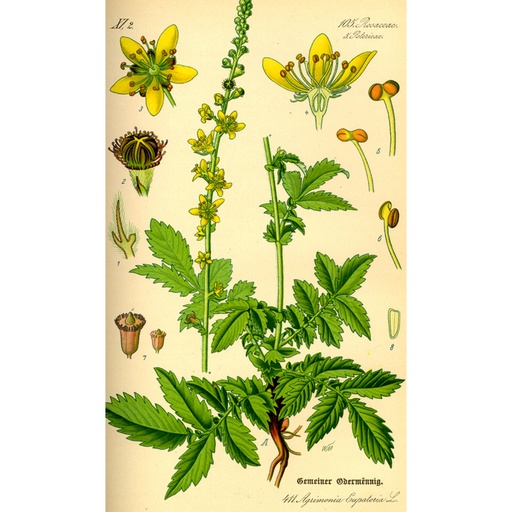 SOUTHERN LIGHT HERBS｜有机龙芽草茶 - 50克