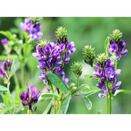 SOUTHERN LIGHT HERBS | Organic Alfalfa Leaf Organic Tea 50g