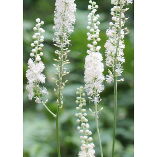 SOUTHERN LIGHT HERBS｜有機黑升麻茶 - 50克
