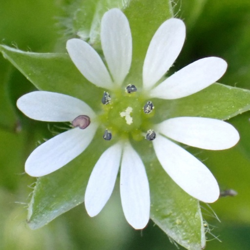 SOUTHERN LIGHT HERBS | Chickweed Organic Tea 40g