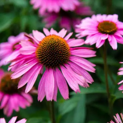 SOUTHERN LIGHT HERBS | Echinacea (Angustifolia) Organic Tea 50g