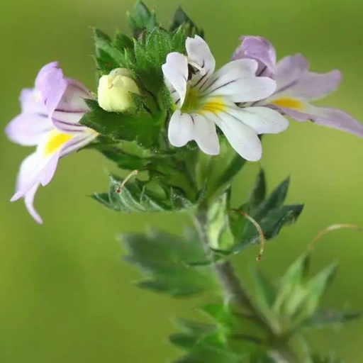 SOUTHERN LIGHT HERBS | Eyebright Organic Tea 50g