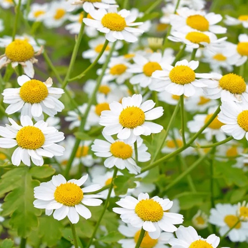 SOUTHERN LIGHT HERBS | Feverfew Organic Tea 50g