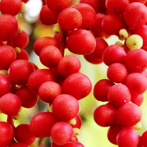 SOUTHERN LIGHT HERBS | Schisandra Organic Tea 50g