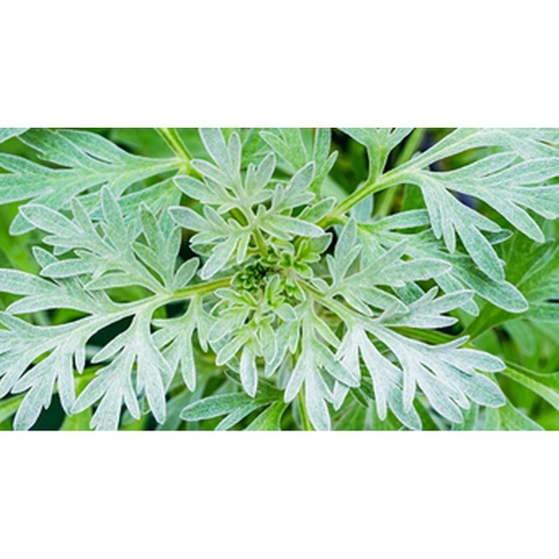 SOUTHERN LIGHT HERBS | Wormwood Organic Tea 50g